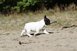 BOULEDOGUE FRANCAIS 197
